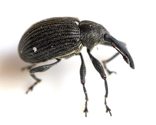 Réf. 346 799 : Anthonomus rubi